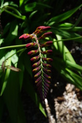 Plants