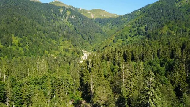Pine trees forest in national park of central Artvin, Turkey