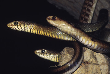 A Cobra (Naja Naja), two dhamans (Coluber mucosus). The dhamans have black lines separating their lip scales, the Cobra does not. Cobras are venomous, dhamans are non venomous. Maharashtra, India.