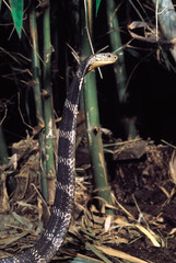 Obraz premium Ophiophagus Hannah. King Cobra. Venomous. Katraj Snake Park, Pune, Maharashtra, India.