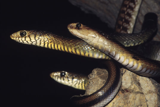 A Cobra (Naja Naja), two dhamans (Coluber mucosus). The dhamans have black lines separating their lip scales, the Cobra does not. Cobras are venomous, dhamans are non venomous. Maharashtra, India.