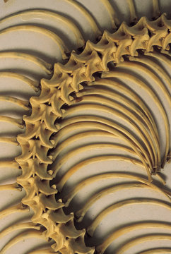 Vertebrae and ribs of a python (Python Molurus Bivittatus). Arunachal Pradesh, India.
