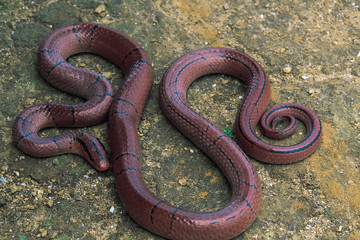 Elaphe Porphyracea Porphyracea. Red Bamboo Rat snake. Non venomous. Arunachal Pradesh, India.