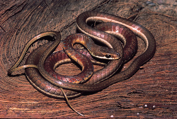 Dendrelaphis Tristis. Bronzeback on palm leaf. Non venomous. Maharashtra, India.