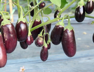 purple eggplant in garden