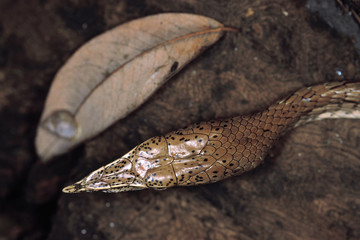 Ahaetulla Nasutus Var Isabellinus. Vine snake/Whip snake. Nonvenomous. Castle Rock, Karnataka, India.