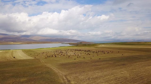 Cows grazing near the Cildir Lake in Kars, Ardahan, Turkey