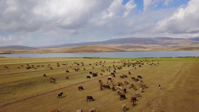 Cows grazing near the Cildir Lake in Kars, Ardahan, Turkey
