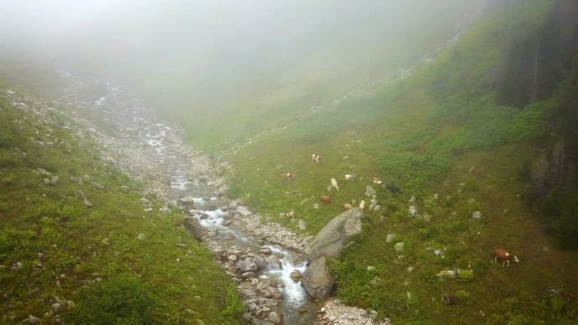 Clean stream flowing of green Ayder Plateau in Rize, Turkey