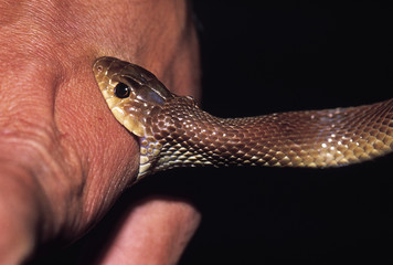 Argyrogena Fasciolatus. Banded Racer. This snake is often mistaken for a Cobra. Non venomous. Pune, Maharashtra, India.