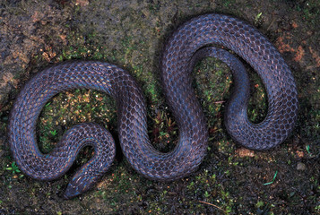 Blythia Reticulata. Iridescent snake. Non venomous. Probably the only photograph of this snake. Arunachal Pradesh, India.