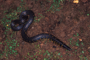 Uropeltis Macrolepis. Largescaled/Bombay Shieldtail. Non venomous. Among the few photographs that...
