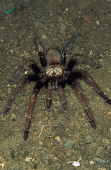 Goat-footed spider. Castle Rock, Karnataka, India.