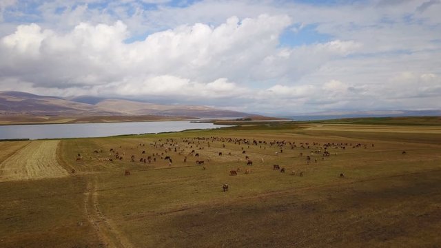 Cows grazing near the Cildir Lake in Kars, Ardahan, Turkey