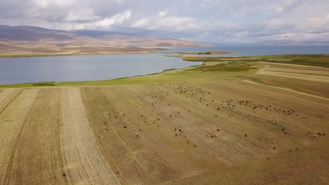 Cows grazing near the Cildir Lake in Kars, Ardahan, Turkey