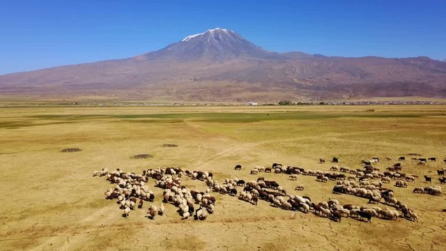 Sheeps grazing, Noah's Mount Ararat Meadow, Agri Dagi, Turkey