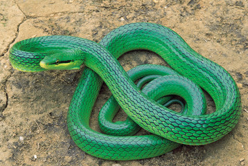 Elaphe Frenata. Khasi Hills Trinket snake. Non venomous. Rarely available. Arunachal Pradesh, India.