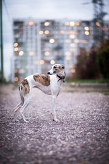 Whippet dog stands in the evening in a city park
