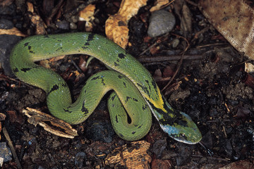 Macropisthodon Plumbicolor. Juvenile Grass snake. Non venomous. Pune, Maharashtra, India.