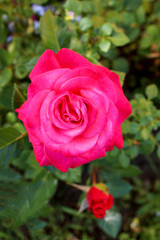 Red rose flower drops on green grass background. Fresh beautiful scarlet rose in the garden on a background of blurry green foliage. Soft focus. Vertical photo. Summer background with flower
