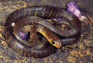 Coluber Mucosus. Dhaman/Rat snake. Non venomous. Bhimashankar Sanctuary, Maharashtra, India.