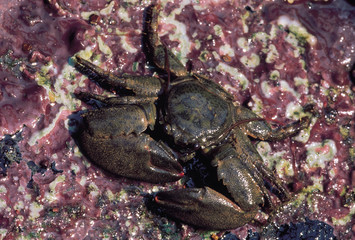 Porcelain crab. Goa, India