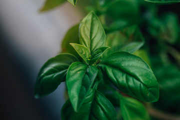 Closeup macro shot of the blossom and the leaves of a herbal basil plant, view from top down, high angle shot.