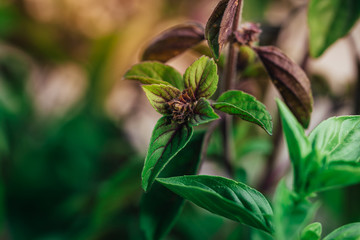 Closeup macro shot of the blossom and the leaves of a herbal basil plant, view from top down, high angle shot.
