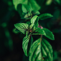 Closeup macro shot of the blossom and the leaves of a herbal basil plant, view from top down, high angle shot.