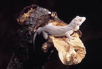 Bark gecko, India