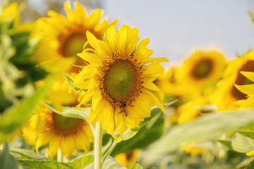 Sunflower in the field with nature background