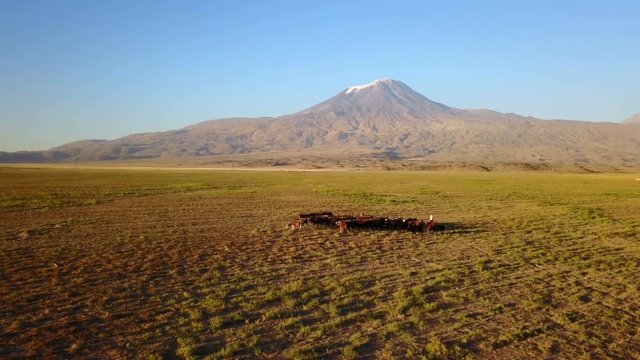Cows grazing on Noah's Mount Ararat Meadow, Agri Dagi, Turkey