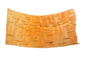 Birch bark isolated on a white background. Fragment of birch bark, reverse side. Birch bark for inscription, the reverse side.
