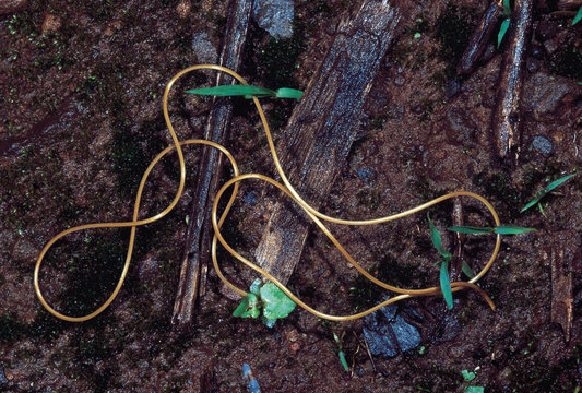 One Nice Bug Per Day — Horsehair worms, aka hairsnakes or Gordian worms,...