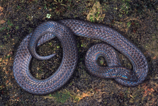 Blythia Reticulata. Iridescent snake. Non venomous. Rarely available. One of the few images of this snake. Arunachal Pradesh, India.