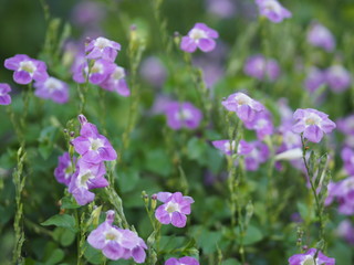 Obraz premium Pink violet Flower Zimbabwe creeper, Pink Trumpet Vine, Trumpet Vine name Happiness Is a semi-shrub
