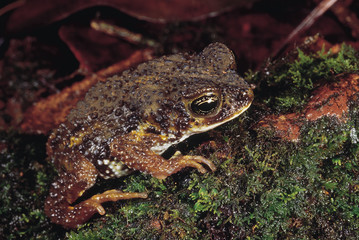 Bufo Koynaensis. Koyna toad. Rarely available. Thought to be extinct for several years. Maharashtra, India.