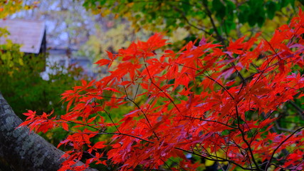紅葉