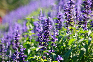 Obraz premium Lavandula angustifolia flowers in the garden, purple flower vintage, blurred and soft background.