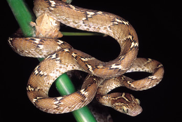 Obraz premium Boiga Trigonata. Cat snake. Non venomous. Maharashtra, India.