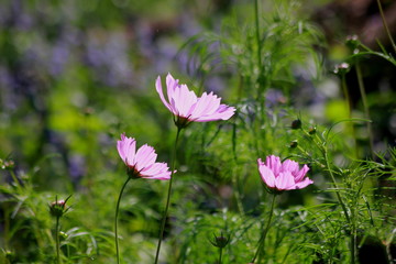 Cosmos flowers in the garden, Green background, blurry flower background, light pink cosmos flower.