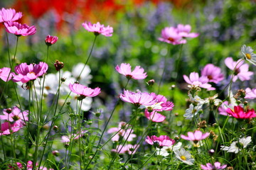 Cosmos flowers in the garden, Green background, blurry flower background, light pink cosmos flower.