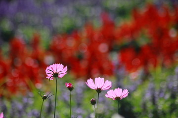 Obraz na płótnie Canvas Cosmos flowers in the garden, Green background, blurry flower background, light pink cosmos flower.