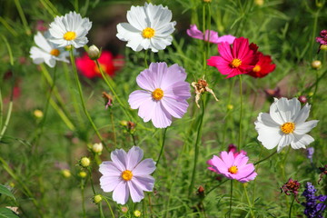 Cosmos flowers in the garden, Green background, blurry flower background, light pink cosmos flower.