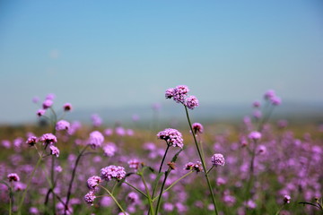 Verbena purple flowers in the garden on blue sky, purple flower vintage, blurred and soft...