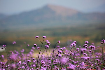 Obraz premium Verbena purple flowers in the garden, purple flower vintage, blurred and soft background.
