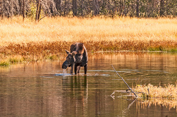 Cow Moose Drooling in a Lake