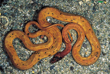 Spalerosophis Diadema. Variety: Atriceps. Royal snake. Non venomous. Katraj  Snake Park, Maharashtra, India.