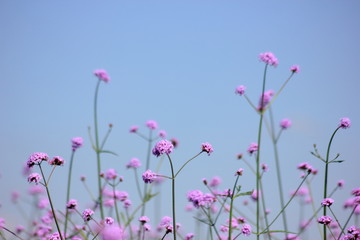 Verbena purple flowers in the garden on blue sky, purple flower vintage, blurred and soft background.