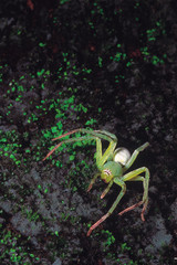 Green Lynx spider. Rajmachi Fort, Maharashtra, India.